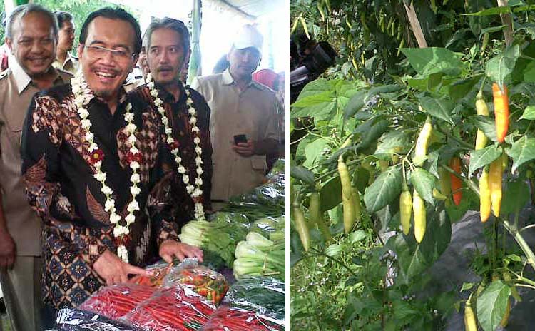 Cabai, Produksi Nasional Surplus 55 Ribu Ton/Tahun